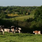 vaches