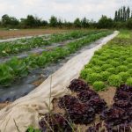 planches-legumes