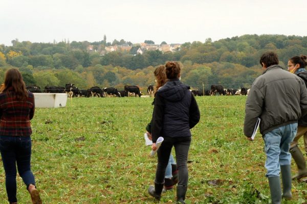 découvrir l'élevage laitier bovin bio en Normandie