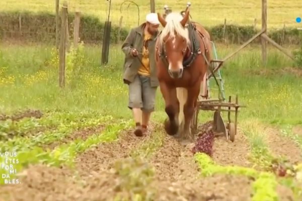 tractioin animale en maraîchage biologique