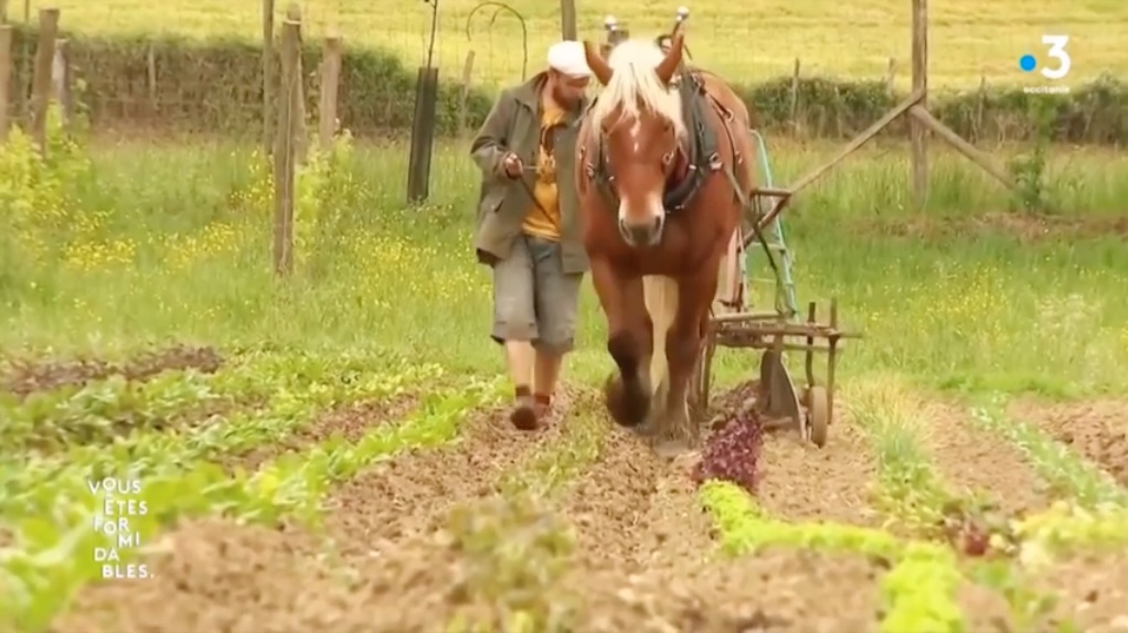 tractioin animale en maraîchage biologique