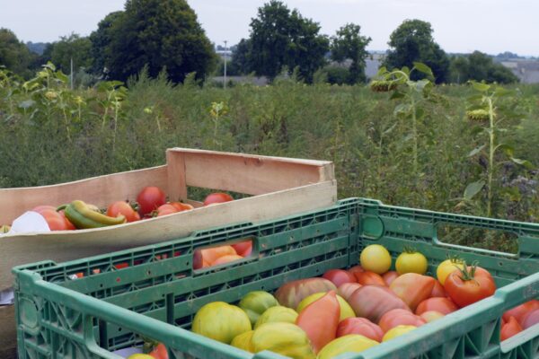 Des légumes bio pour nos restaurants scolaires