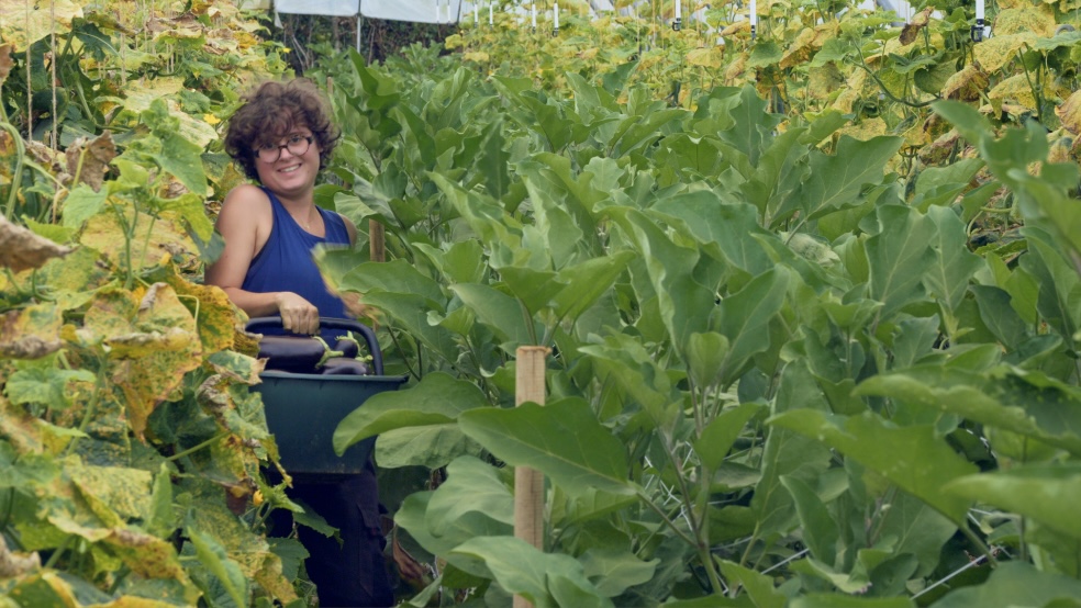 récolte des légumes