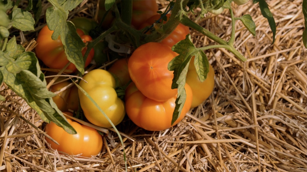 Tomates bio pour la restauration collective
