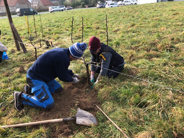 Plantation d'arbres fruitiers