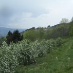 Ferme de moyenne montagne recherche porteur.se de projet