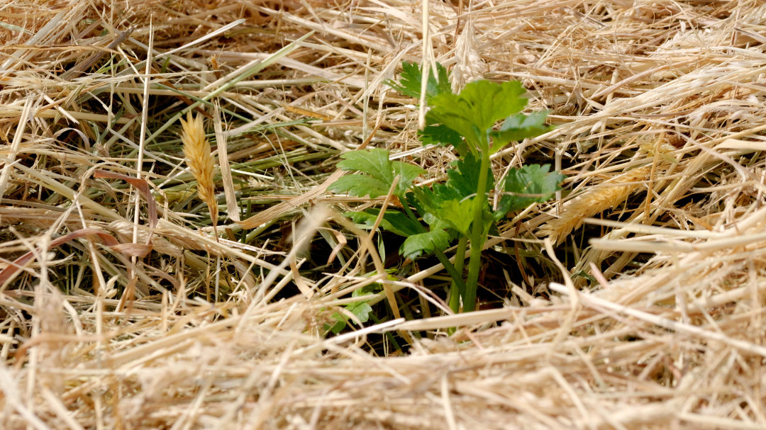 L'expérimentation Maraîchage Tout Herbe