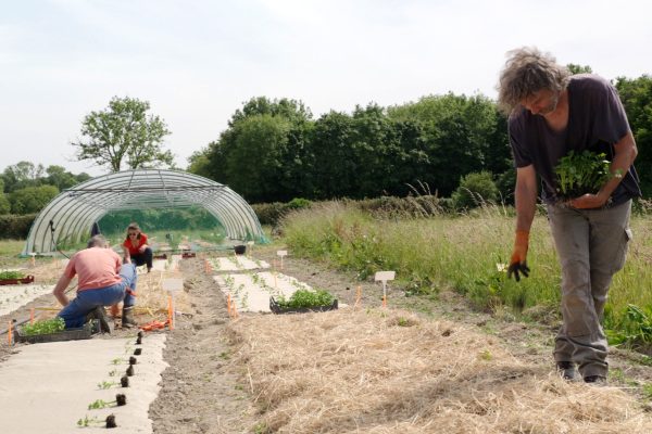 expérimentation Maraîchage Tout Herbe