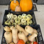Offre stage Maraichage petite surface en agroecologie