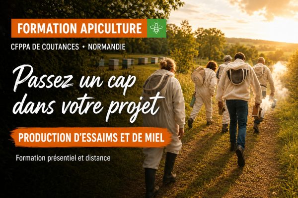 apiculture production de miel et d'essaims