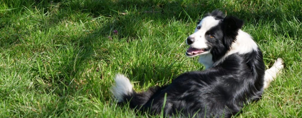 chien-troupeau chien-troupeau