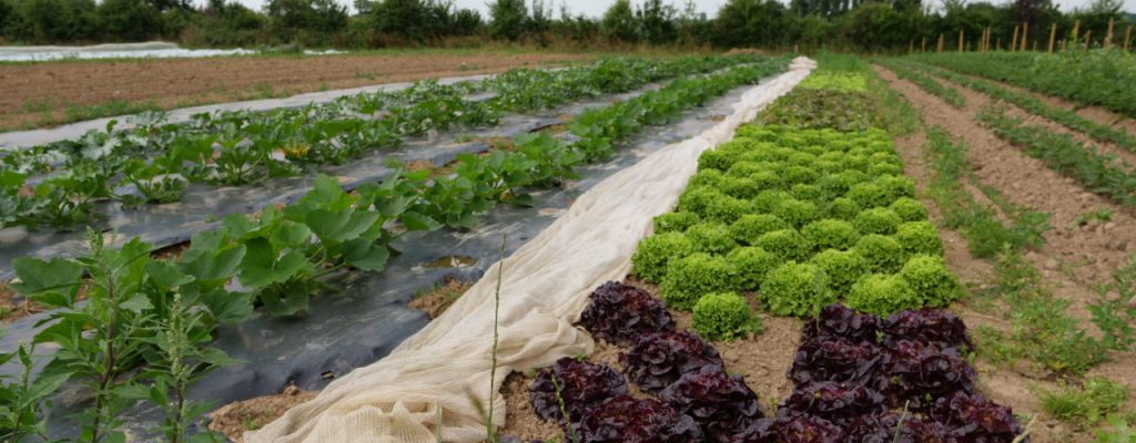planches-legumes planches-legumes